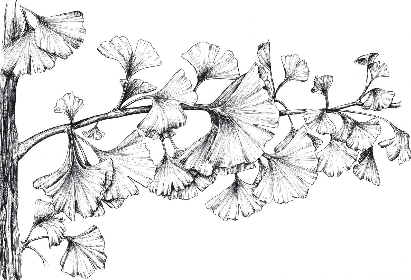 Ботаническая иллюстрация гинкго билоба