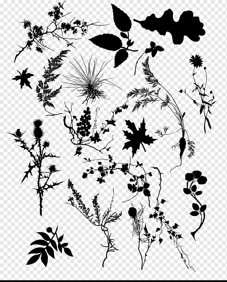 Графическое изображение растений