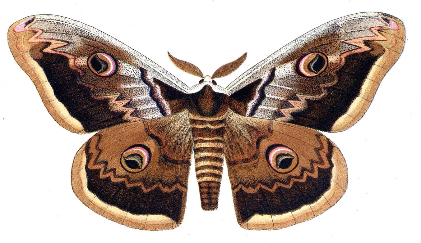 Ночная бабочка с глазами на крыльях