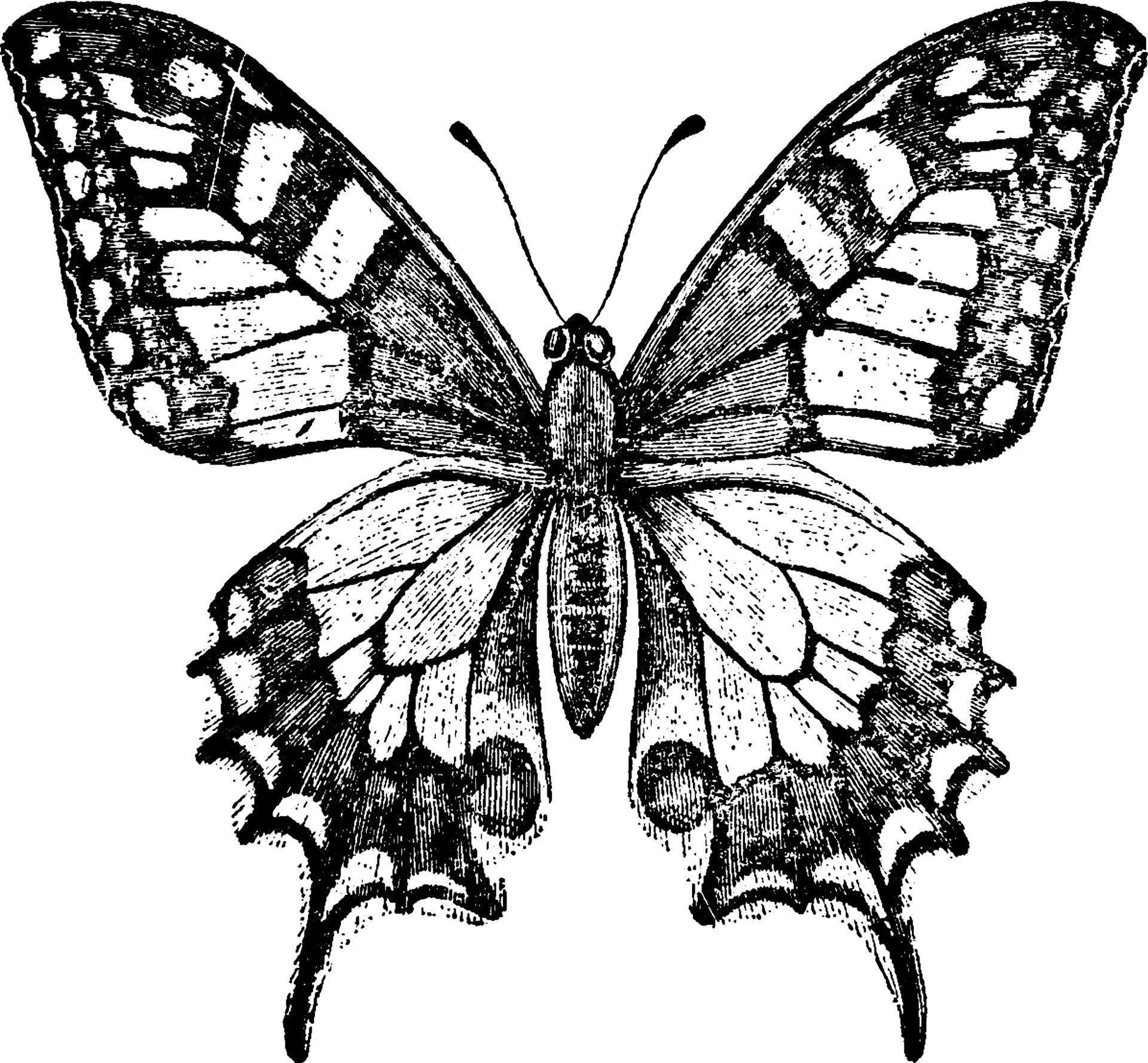 Графический рисунок бабочки