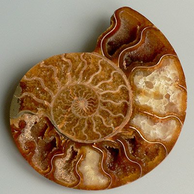 Аммонит в Новомихайловском официальный сайт