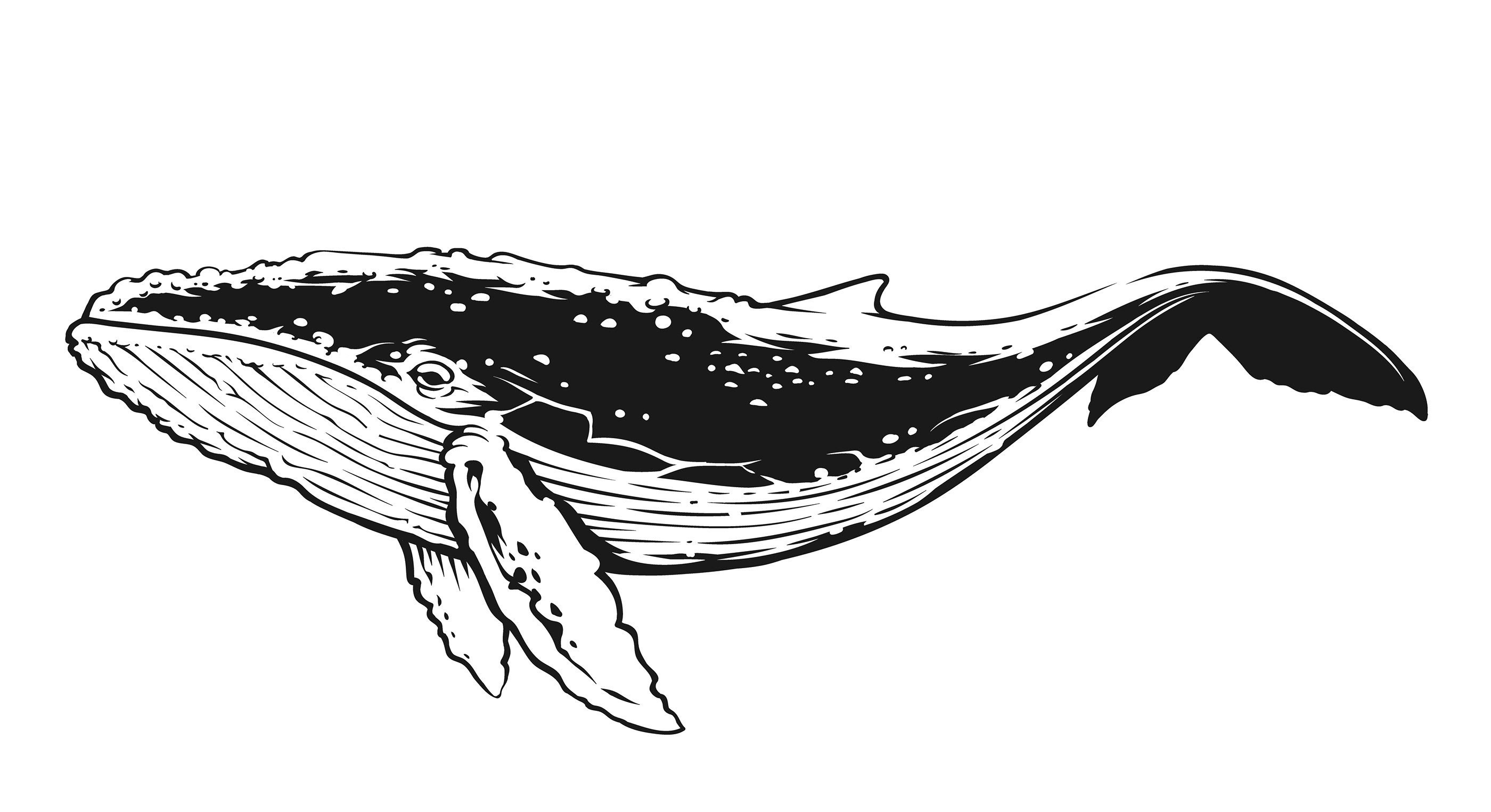 Синий кит силуэт