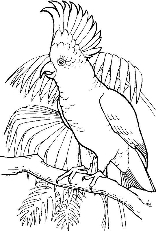 Птица контурный рисунок