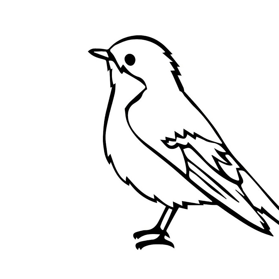 Птица скворец раскраска для детей