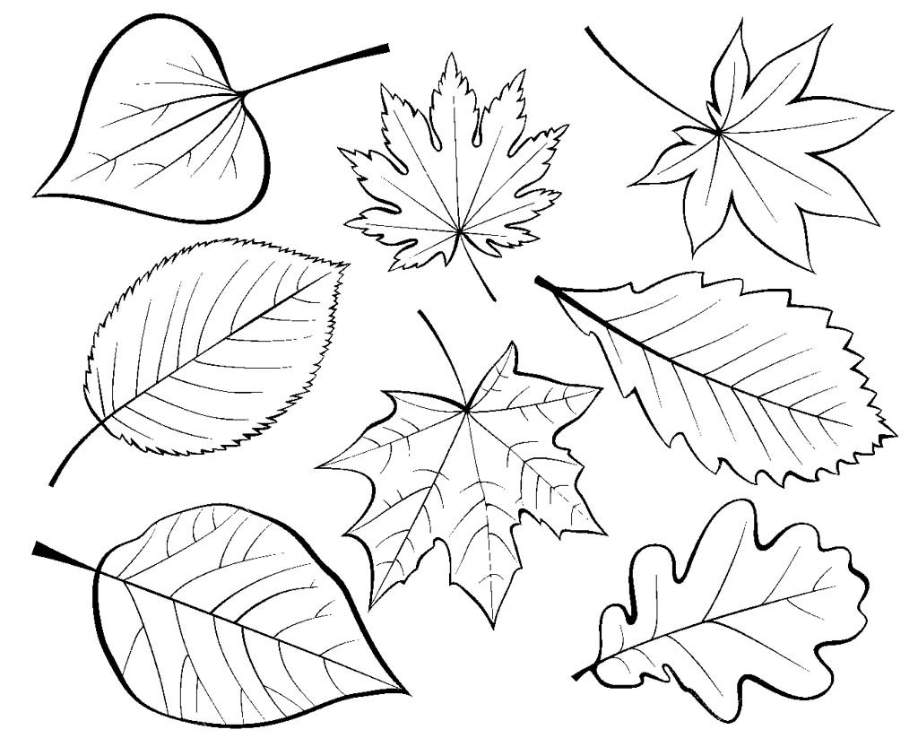листья разных деревьев осенью картинки