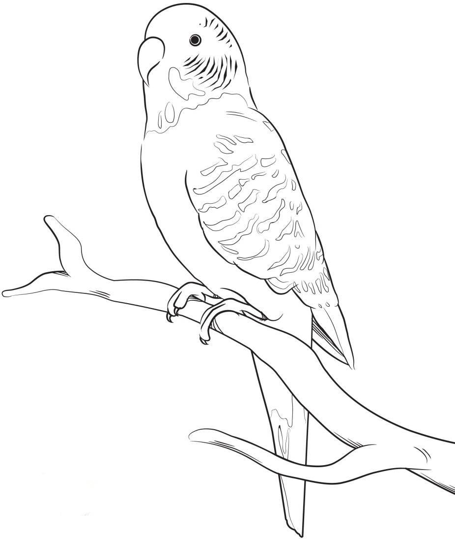 Волнистый попугай для срисовки