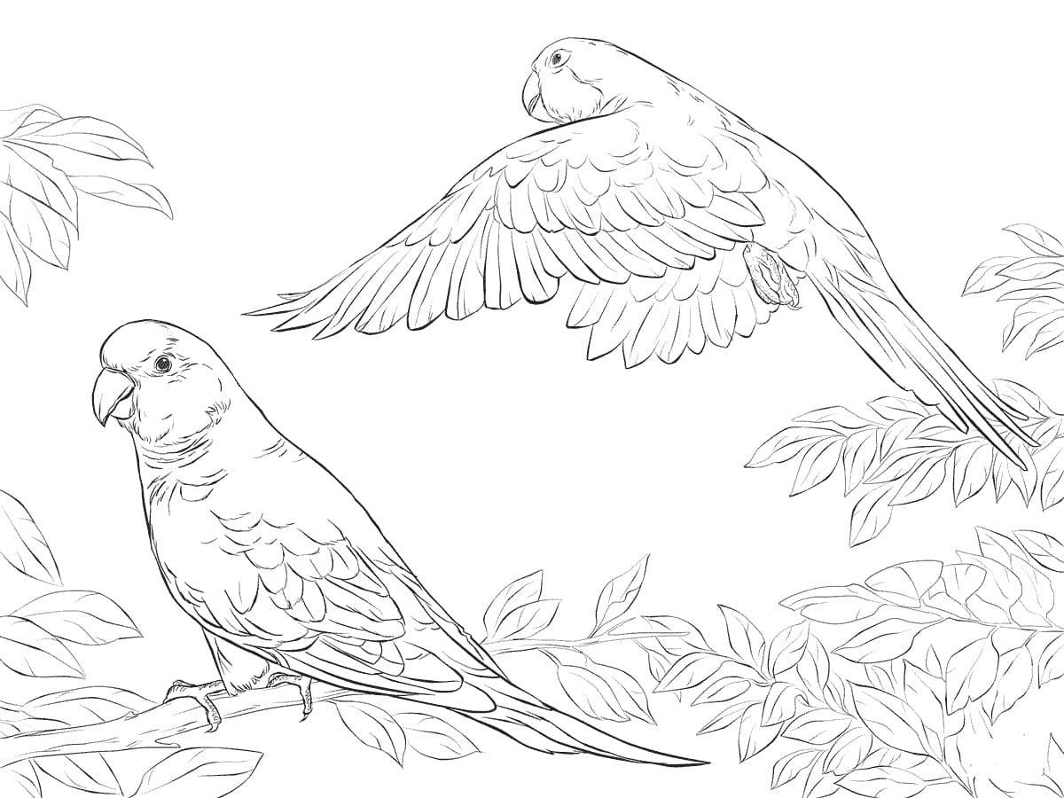 Раскраска птицы попугай