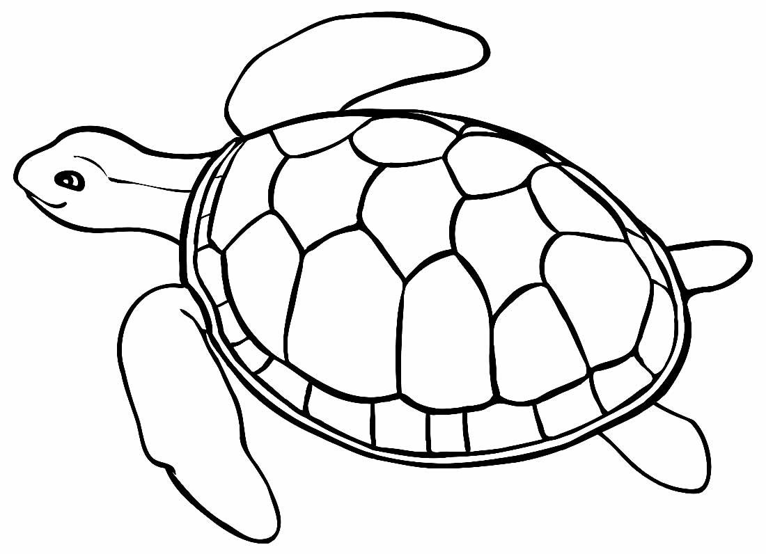 Черепаха раскраска для детей контур