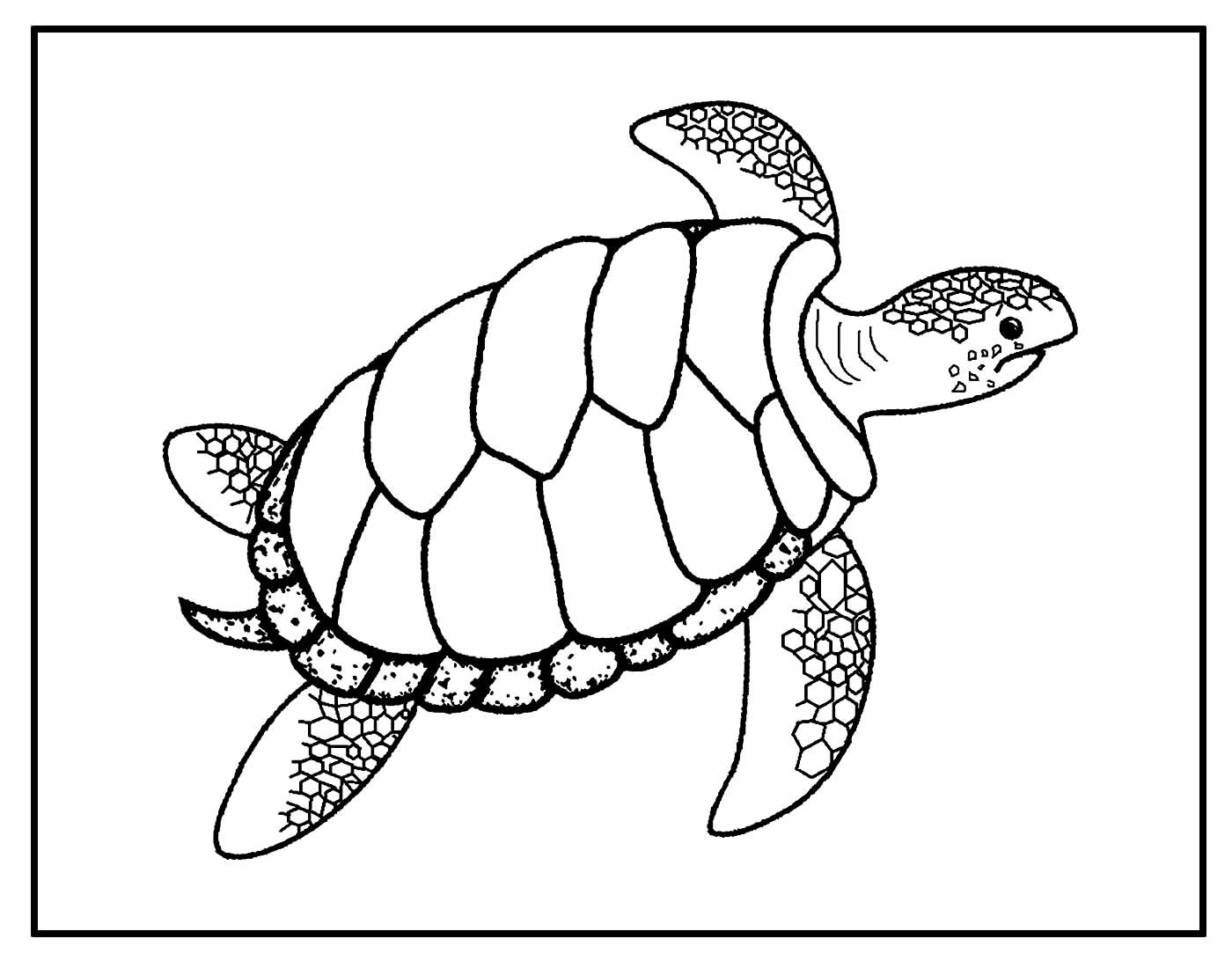 Дальневосточная черепаха раскраска
