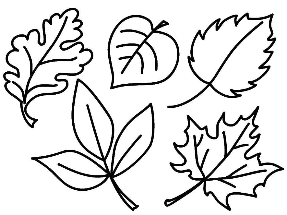 Чертеж листьев. Листья раскраска. Раскраска листья деревьев для детей. Осенние листья раскраска для детей. Листья раскраска для детей.