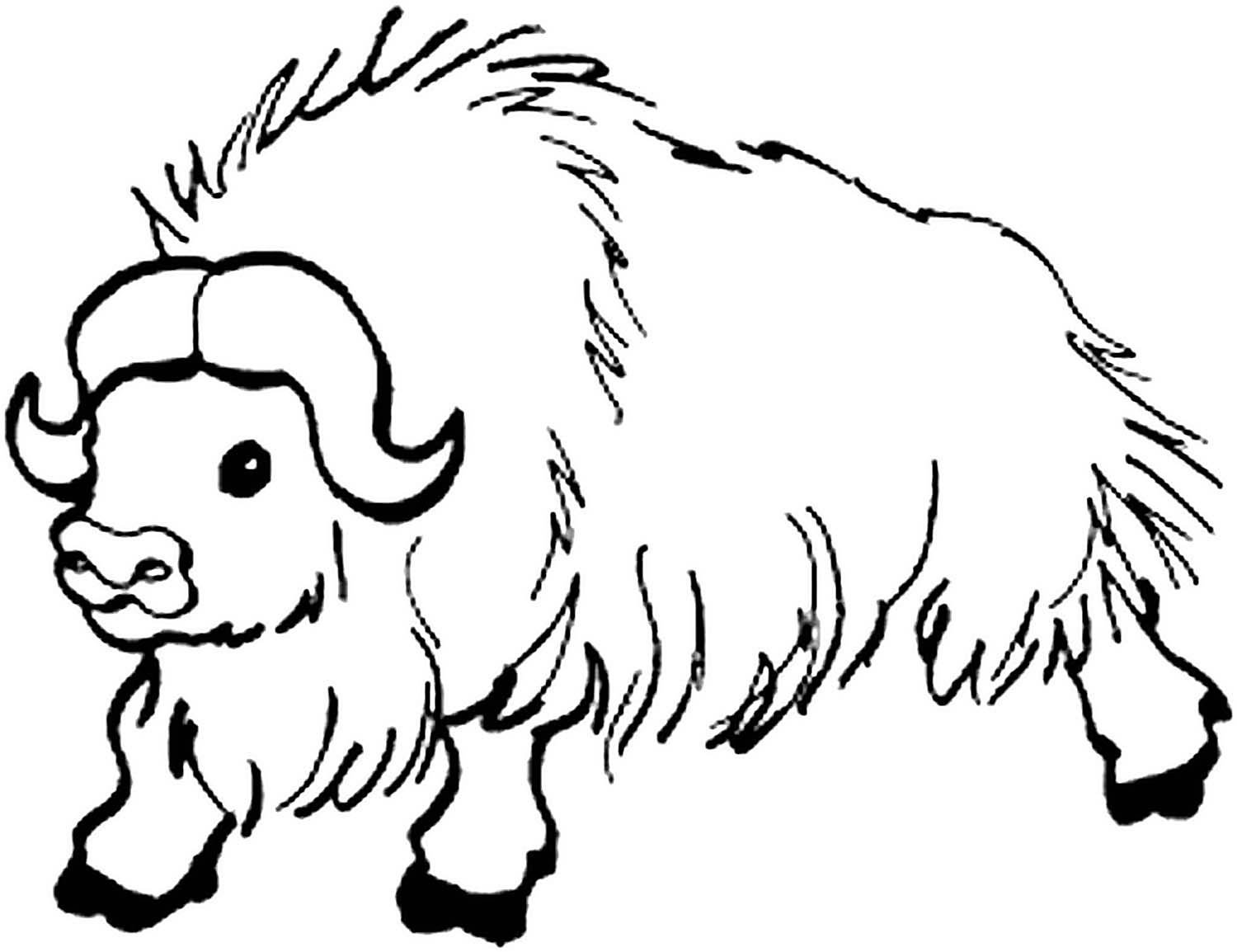 Овцебык рисунок для детей
