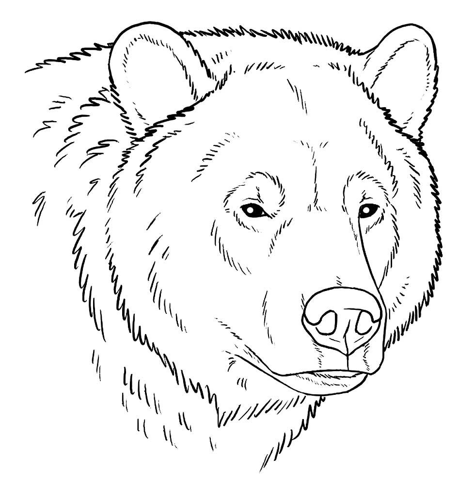 Морда медведя карандашом