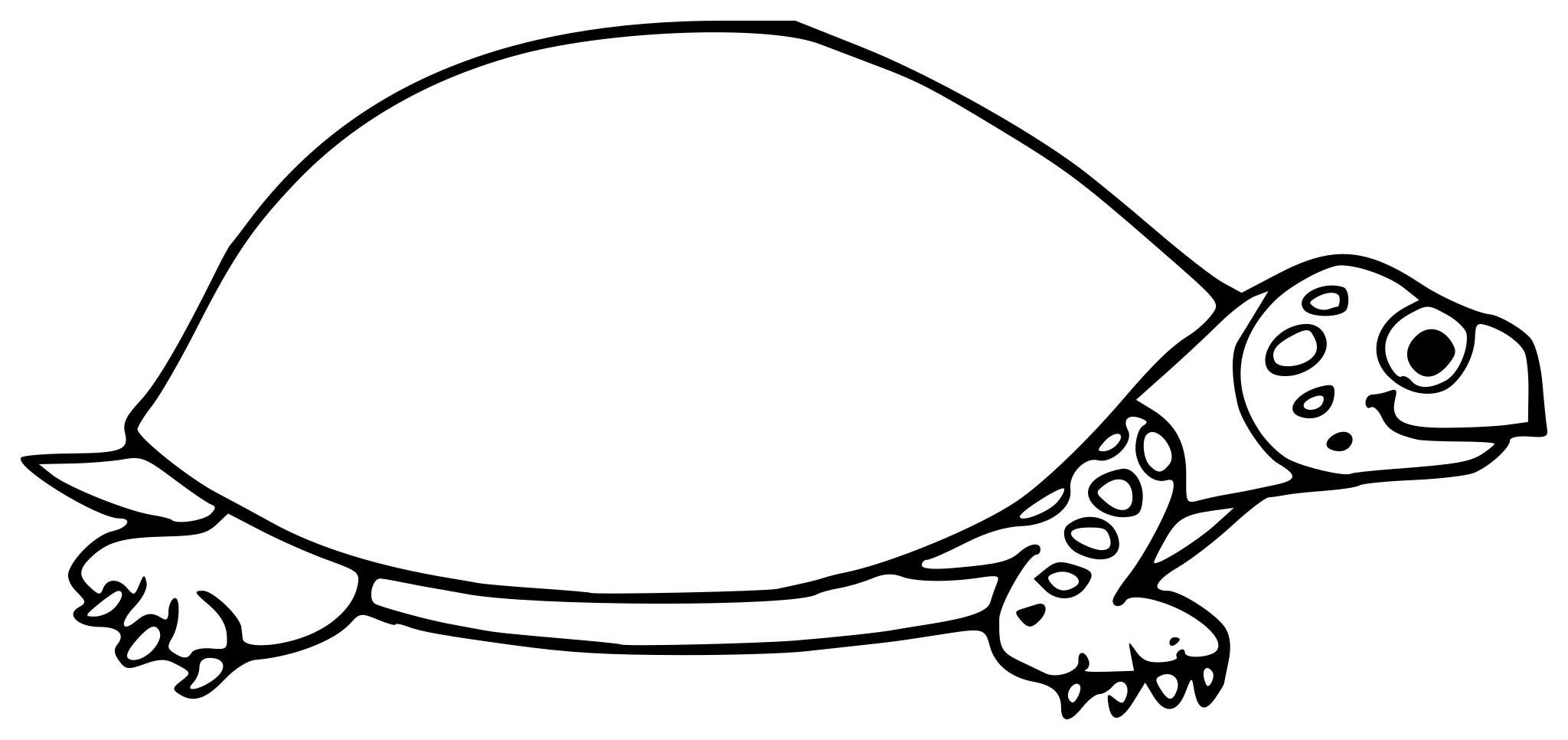 Панцирь черепахи раскраска