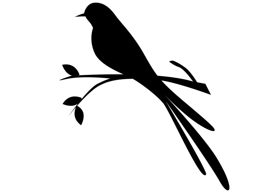 Изящную птицу ласточку называют символом весны. Силуэт птицы. Трафарет птицы. Силуэт птицы на ветке. Трафарет "птицы на ветках".