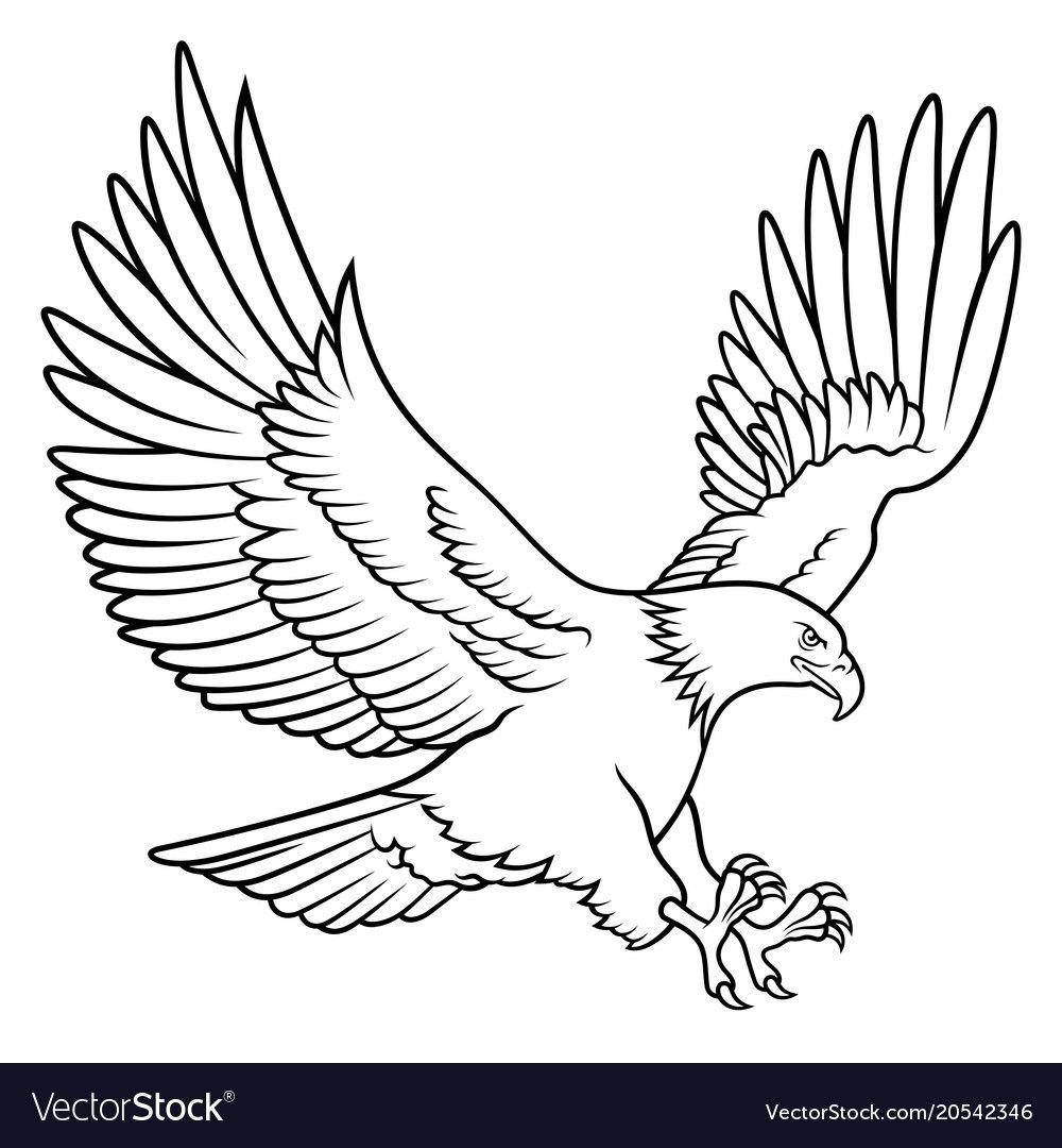 Белоголовый Орлан эскиз рисунка