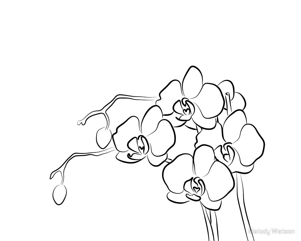 Орхидея контур