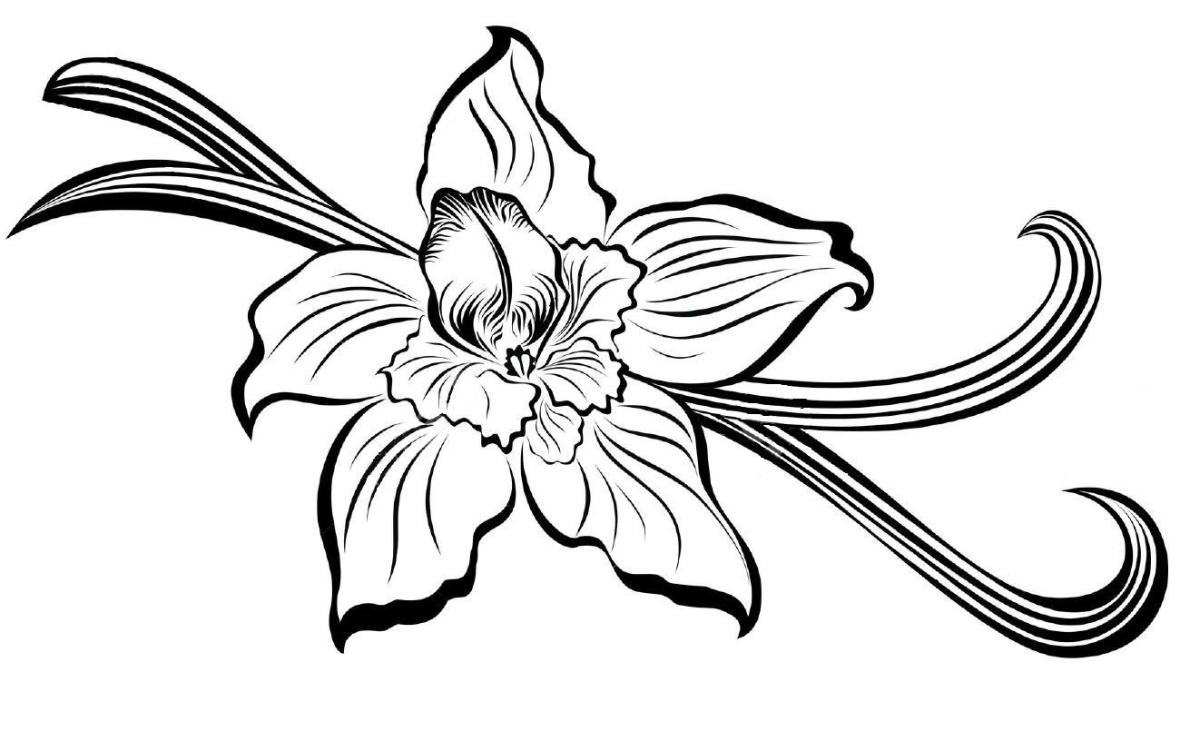 Цветок ванили вектор