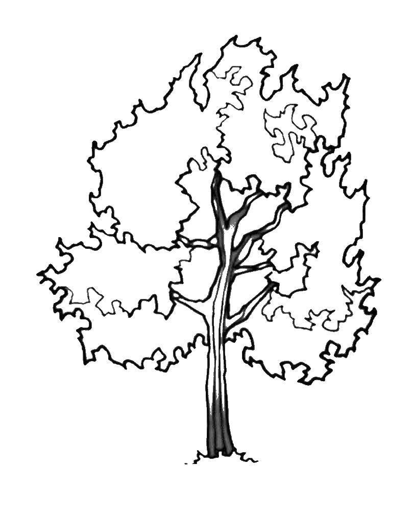 Раскраска осина дерево