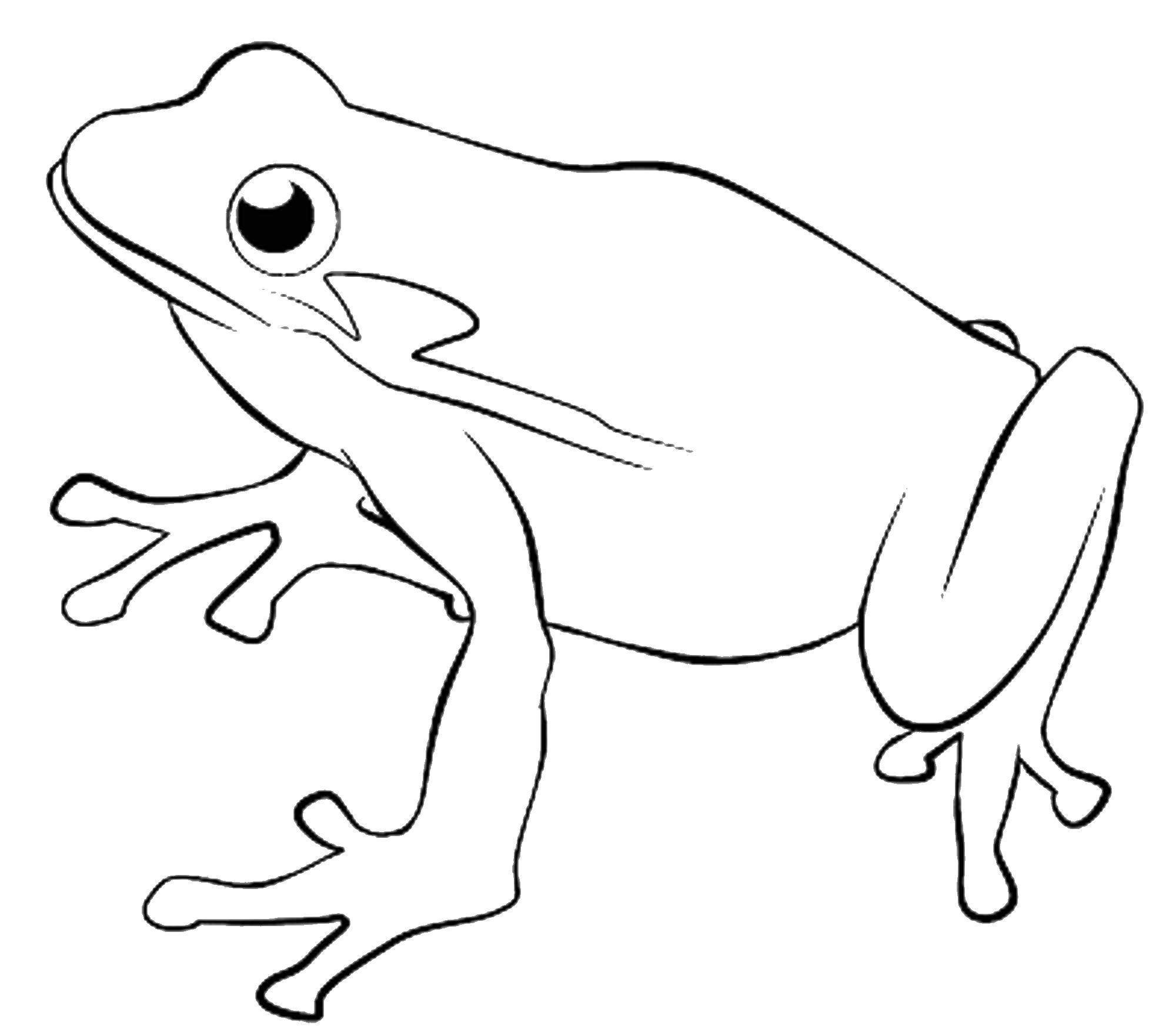 Рисунок лягушки для детей для раскрашивания