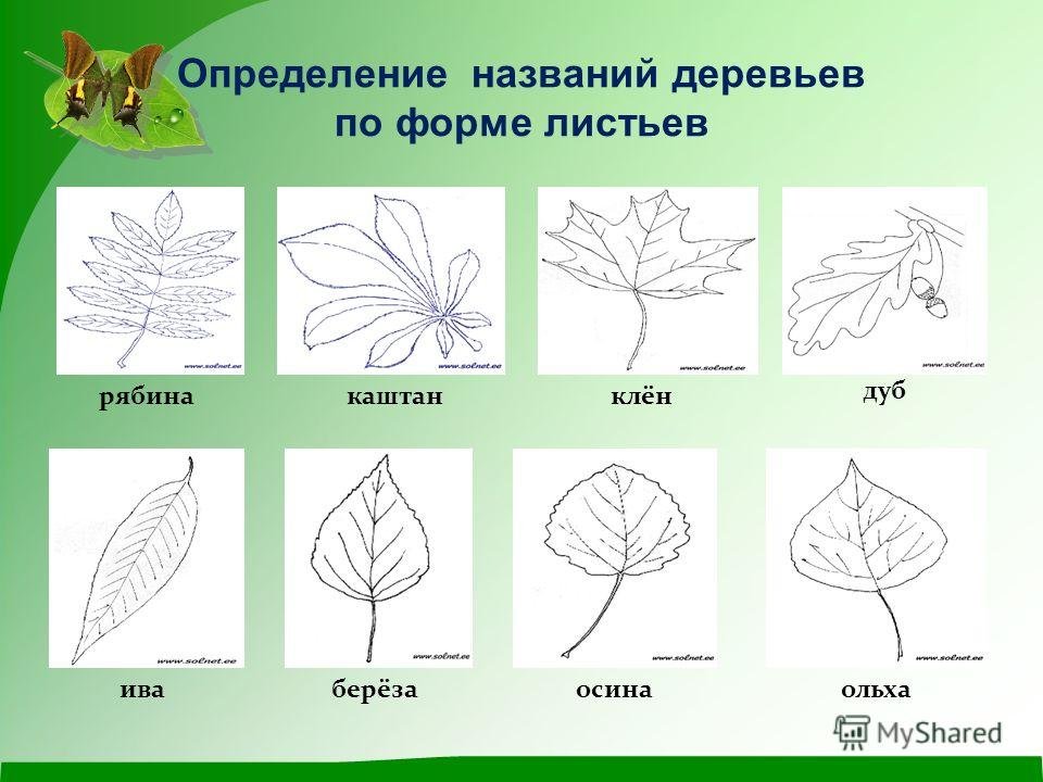Картинки названия листьев