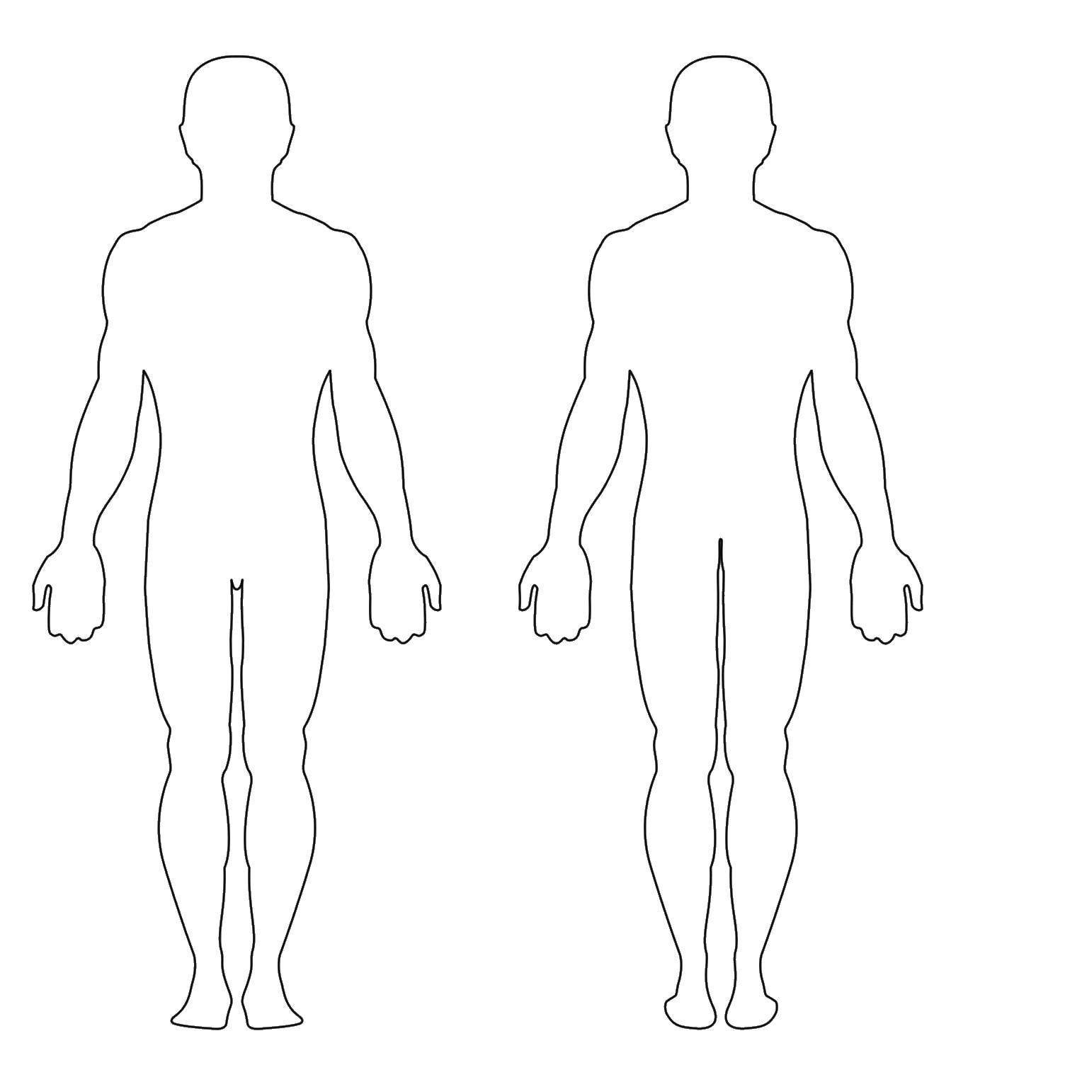 Система пропорций в анатомии человека