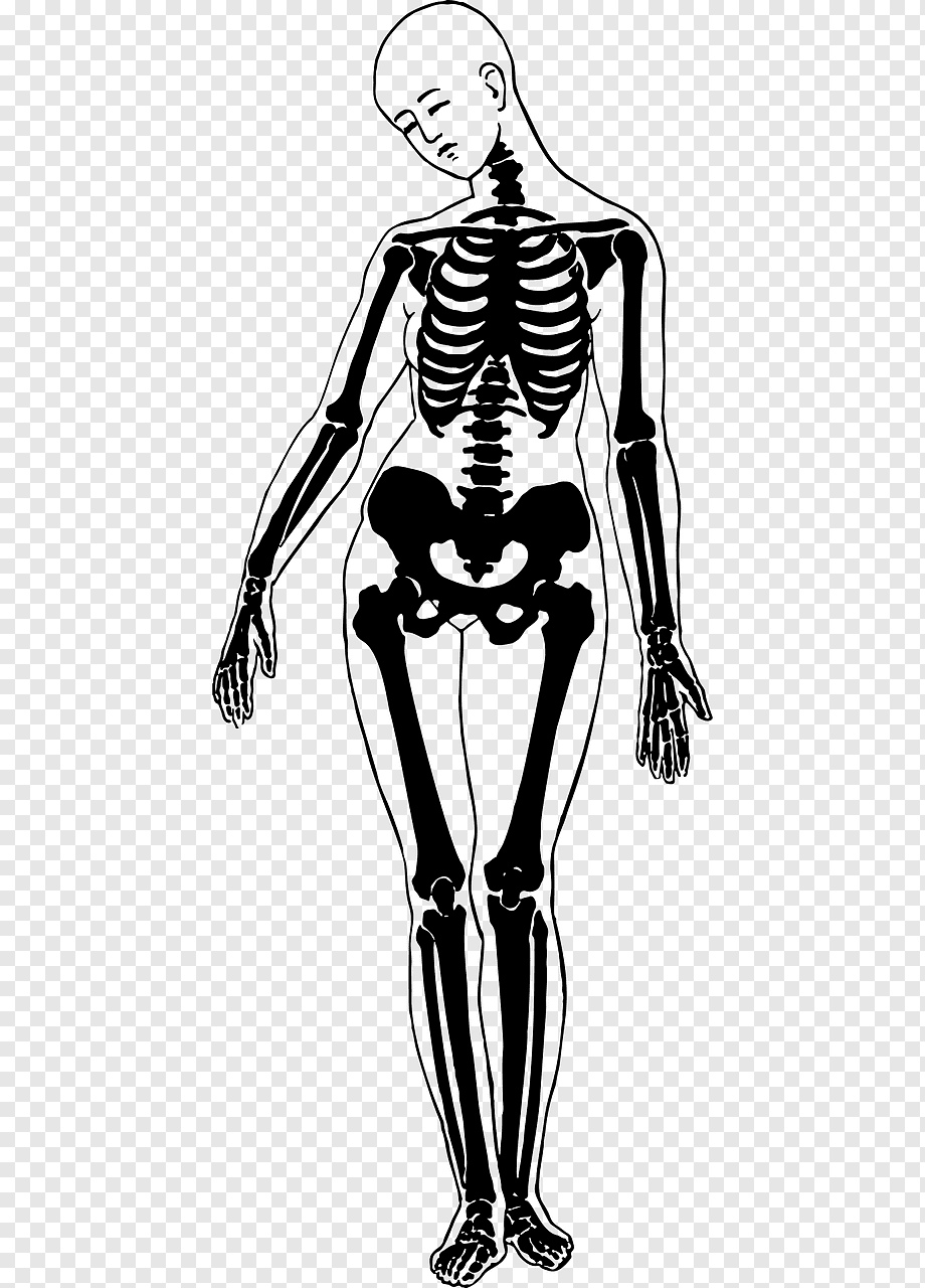 Скелет женщины