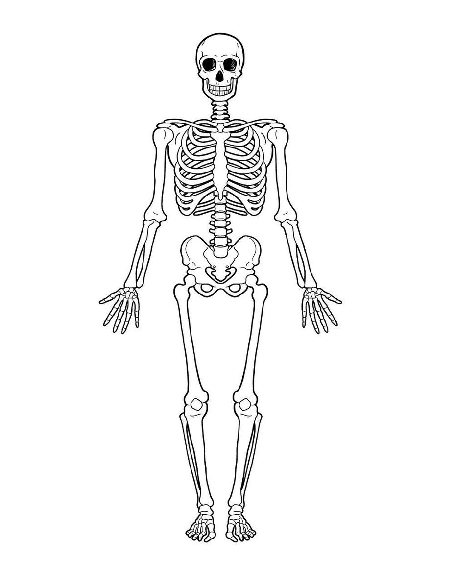 Скелет человека без подписей