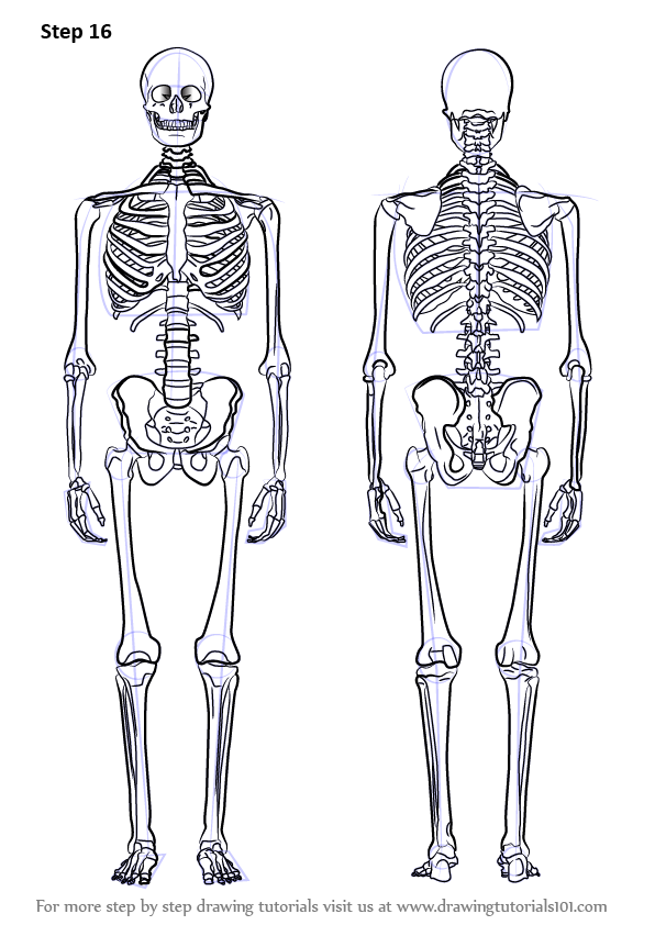 Амортизация скелета. Скелет человека в полный рост спереди. Скелет человека вид спереди рисунок. Скелет для рисования.