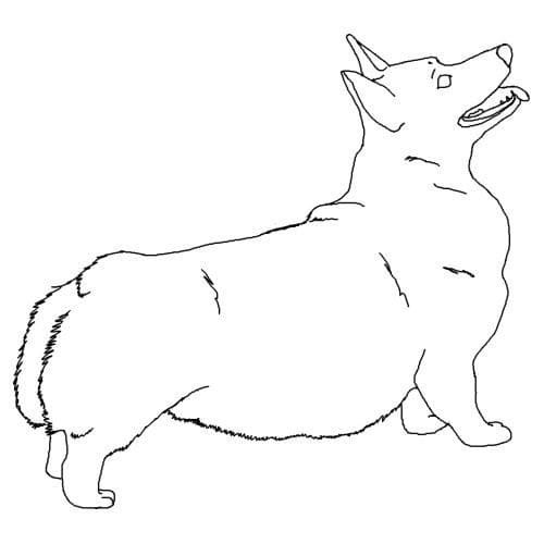 Корги рисунок черно белый