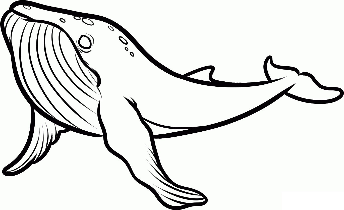 Синий кит контур