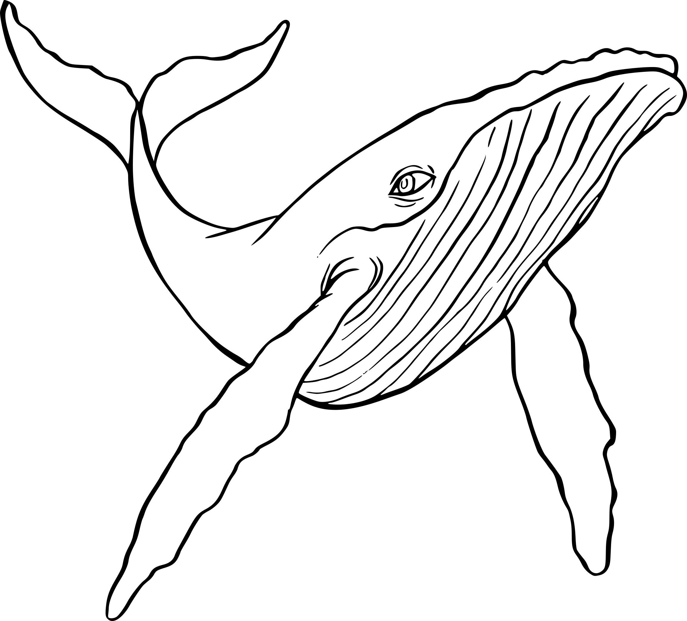 Горбатый кит контур