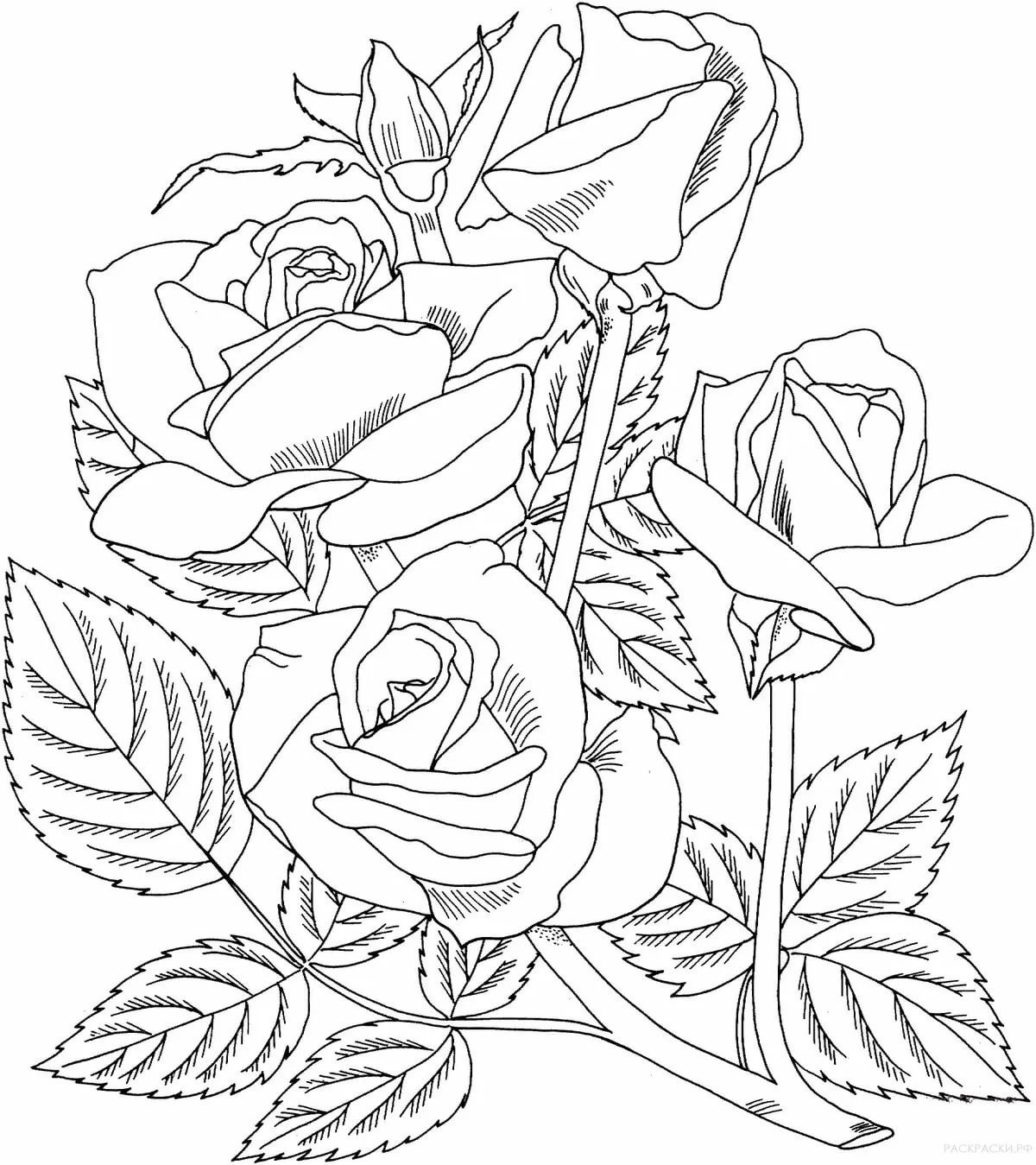 Рисунок розы для раскрашивания