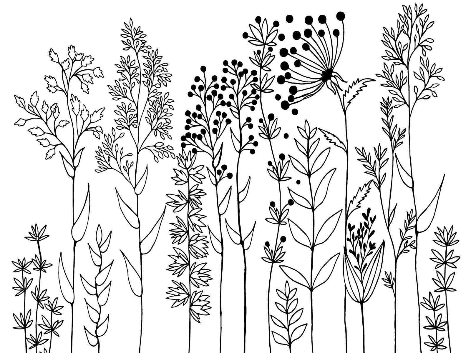 Луговые растения нарисовать