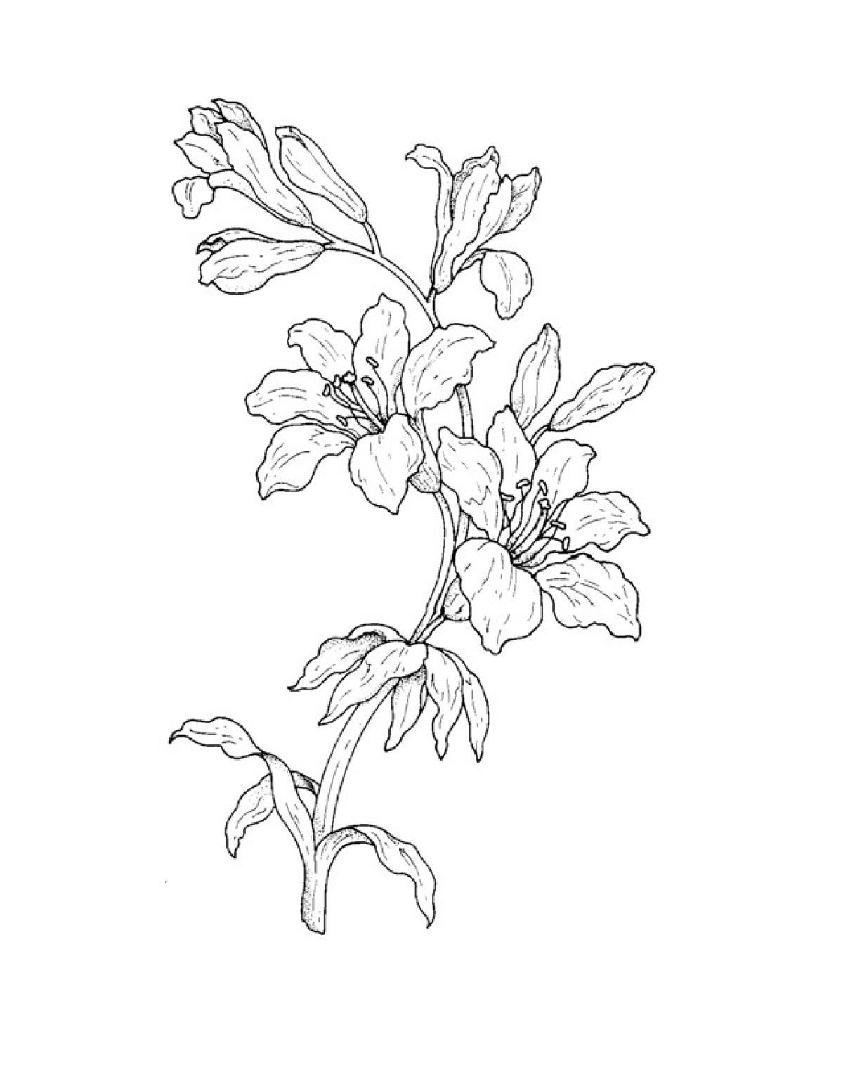 Контурный рисунок растения