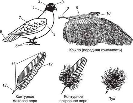 Строение перьев у птиц