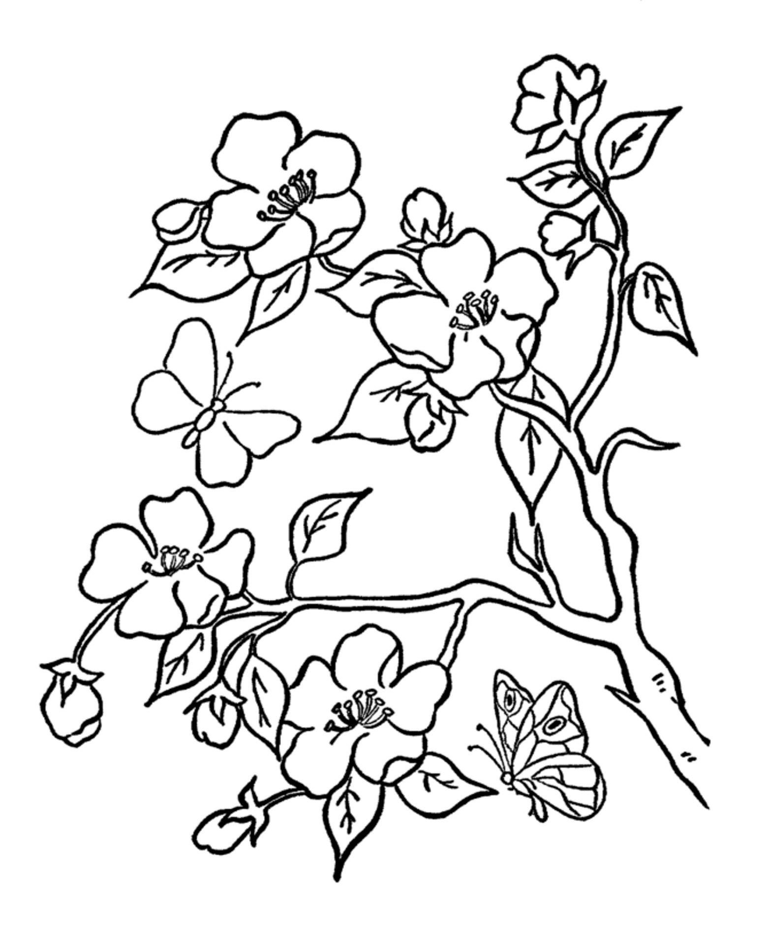 Раскраска цветы яблони для детей