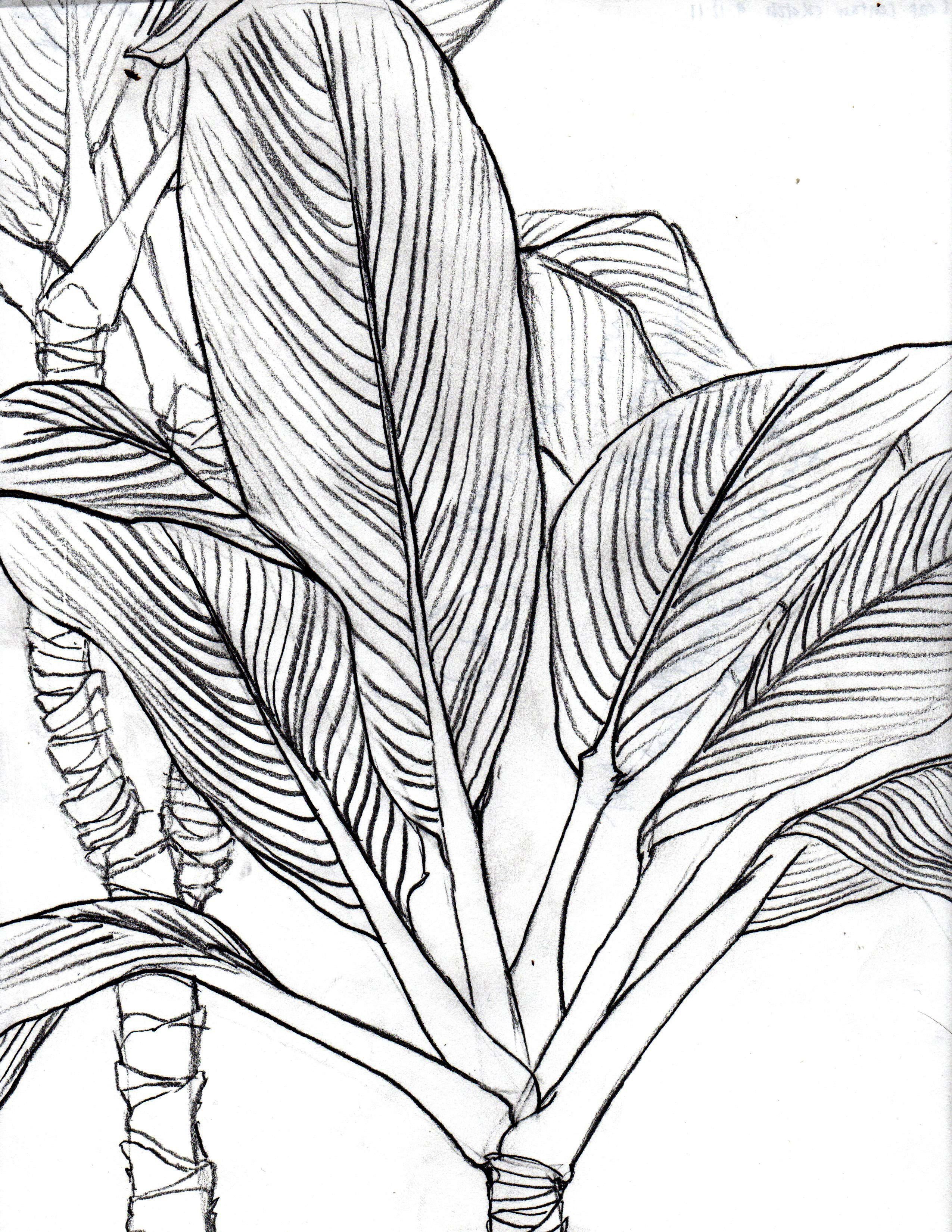 Картинки нарисованные линиями. Линейная Графика. Скетчи растений. Растения Графика. Растения в графике.