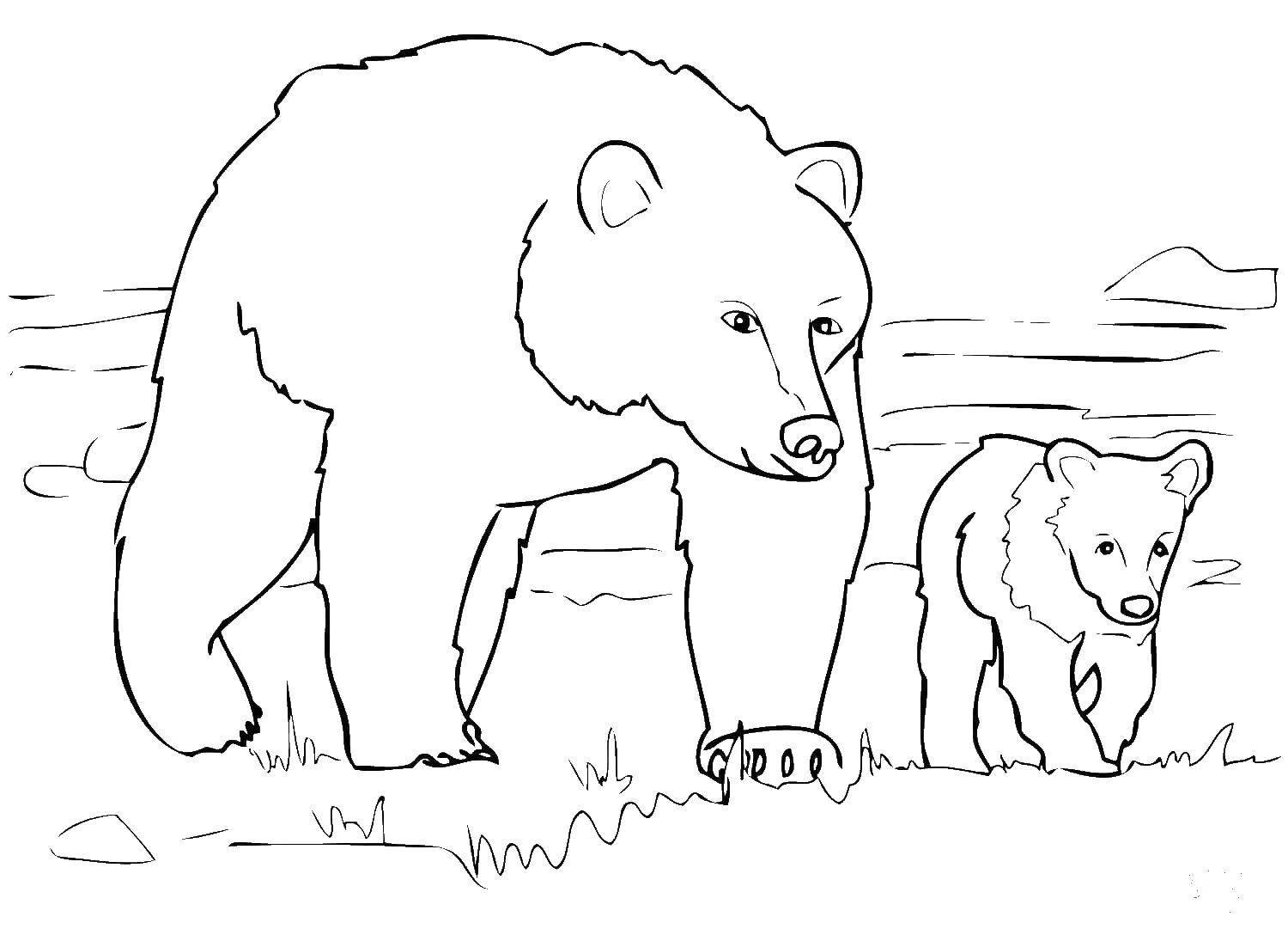 Медвед раскраска доля детей