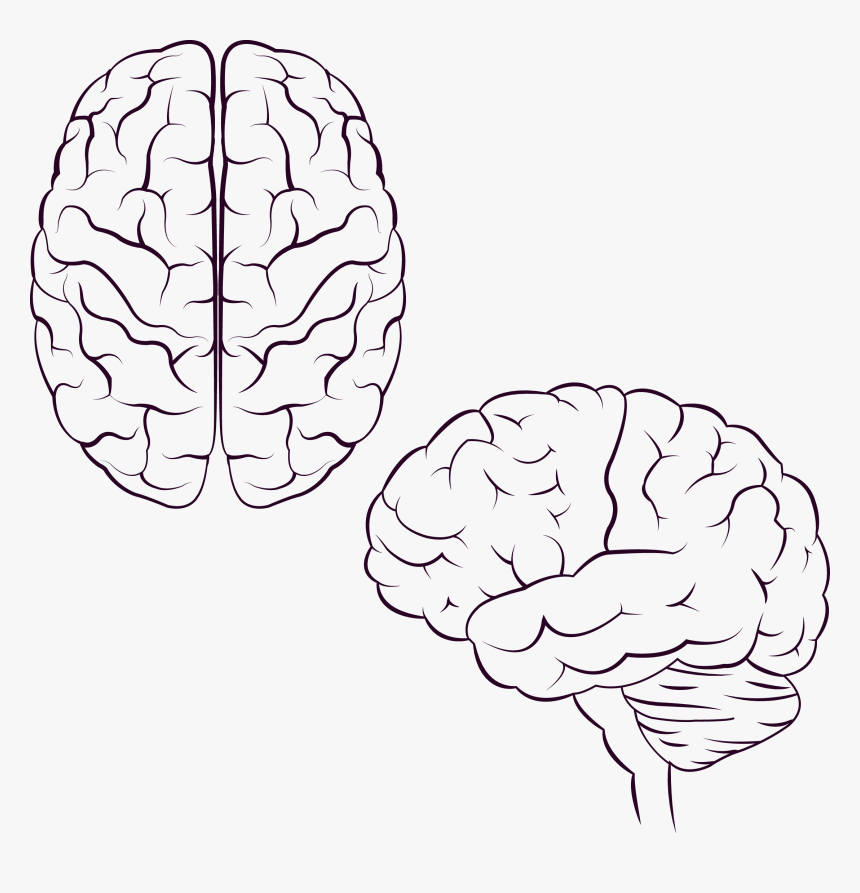 Мозг спереди вектор. Мозг нарисованный. Мозг рисунок. Мозг эскиз. Рисунок мозга легко