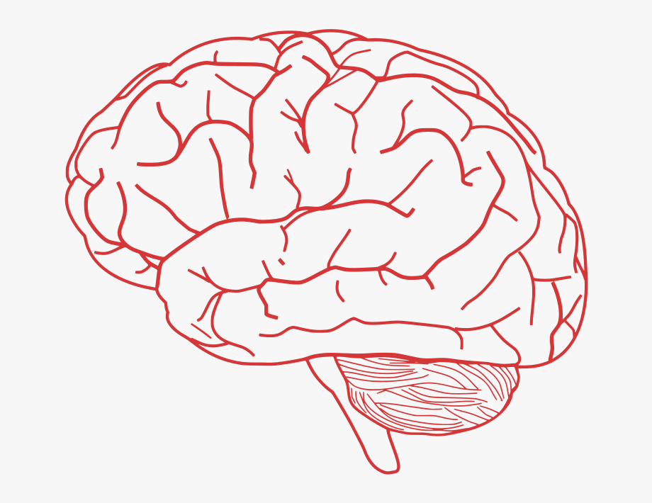 Как нарисовать мозг. Мозг нарисованный. Человеческий мозг рисунок.