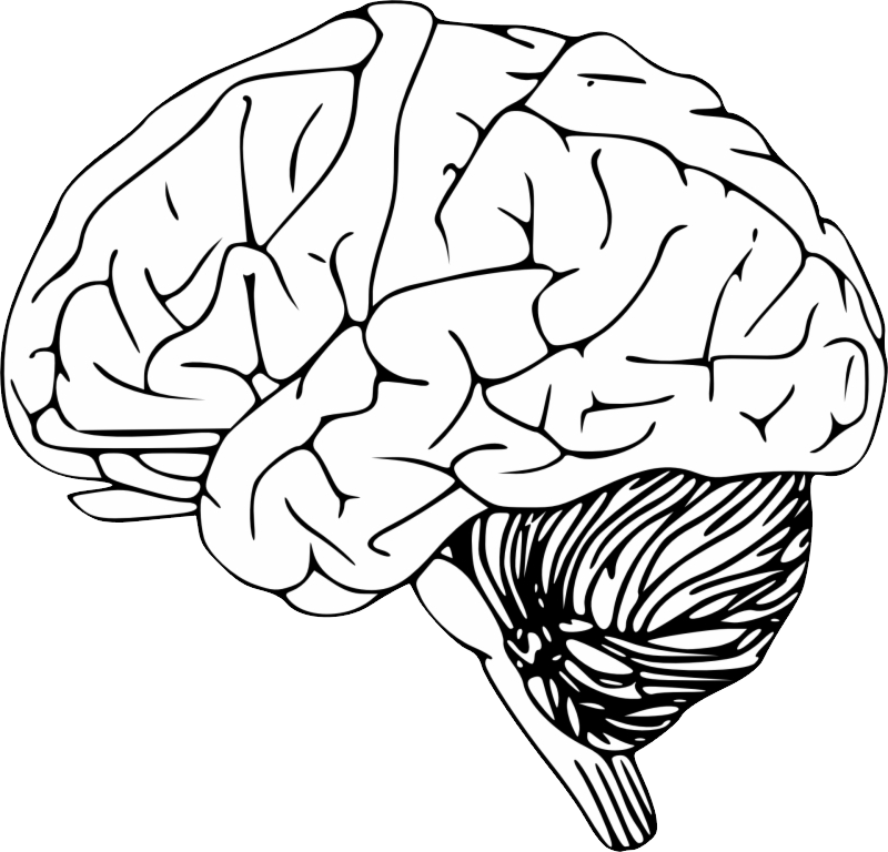 Мозги украду. Мозг рисунок. Мозг очертания. Мозг трафарет. Головной мозг рисунок.