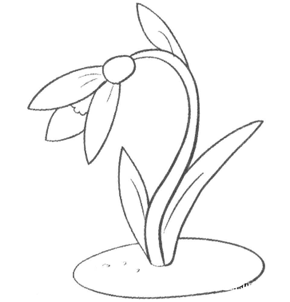 Раскраска Подснежник цветок