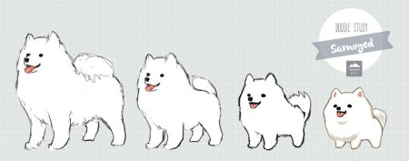 Самоед референс