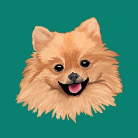 Шпиц рисунок