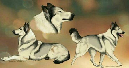 Хаски и овчарка арт
