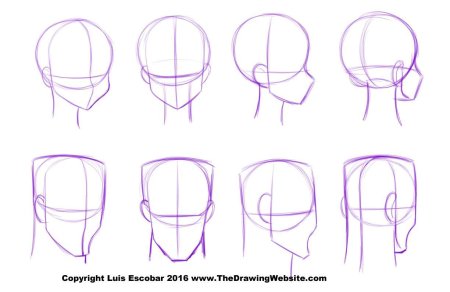 Анатомия головы для рисования