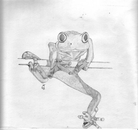 Лягушка арт карандашом