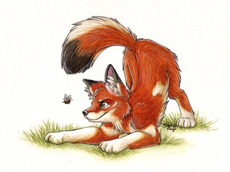 Картинки для срисовки лиса