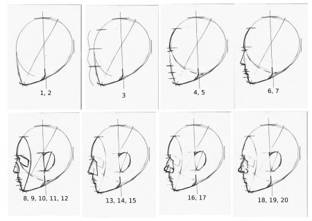 Схема лица сбоку