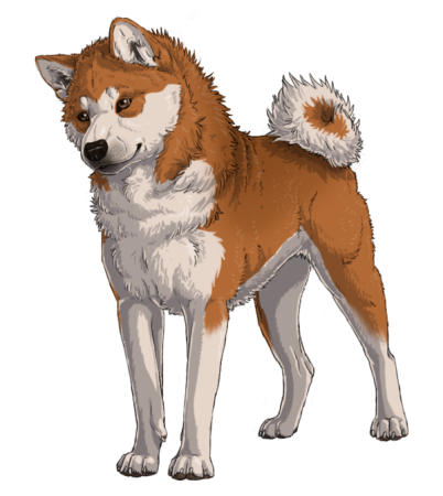 Акита сиба арт